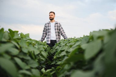 Agronomist ekilmiş soya tarlasında yürüyor, ekinleri inceliyor ve hasat hazırlıyor.