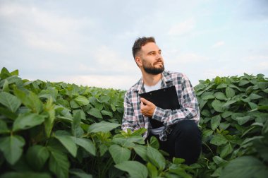 Soya fasulyesi tarlasında çömelmiş, elinde bir pano, uzaklara bakıyor bulutlu bir gökyüzünün altındaki ekinleri inceliyor.