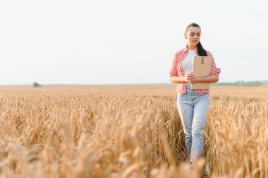 Dişi çiftçi buğday tarlasını inceliyor, elinde bir pano tutarak hasatın olgunluğunu dikkatlice değerlendiriyor parlak güneş ışığı altında.