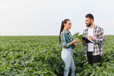 İki çiftçi tarlada yetiştirilen bir soya bitkisini tartışıyor ve inceliyor, potansiyel olarak sağlık ve büyümesini değerlendiriyor.