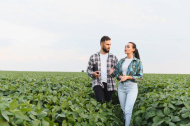 İki çiftçi, soya tarlasında yürüyor ve tartışıyor, uzmanlıklarını paylaşıyor ve başarılı bir hasat planlıyorlar.