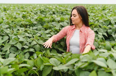 Geniş bir tarlada soya fasulyelerinin sağlıklı büyümesini inceleyen genç bir kadın çiftçi, kırsal tarımın güzelliğinin tadını çıkarıyor.
