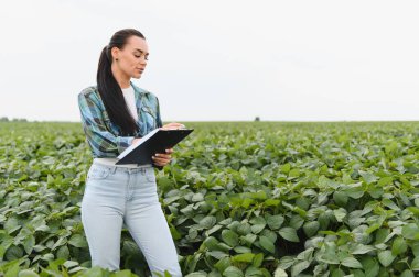 Ekinleri inceleyen ve soya fasulyesi tarlasında bir panoya not alan kadın tarım mühendisi sağlıklı büyümeyi garanti altına alıyor ve verimi en üst düzeye çıkarıyor.