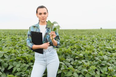Dişi tarım uzmanı elinde bir pano tutuyor ve tarım alanındaki büyüme ve hastalık için soya fasulyesi ekinlerini inceliyor.