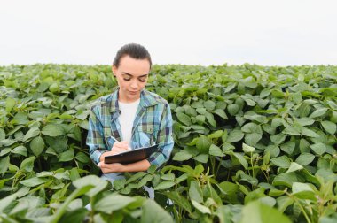 Genç kadın tarım mühendisi soya fasulyesi tarlasında ekinleri inceliyor ve not alıyor.