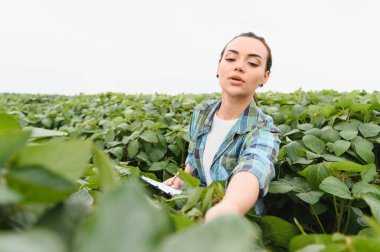 Dişi tarımcı, tohum ekilen bir alanda soya bitkilerini incelerken panoya not alıyor, sağlıklı bir büyüme sağlıyor ve verimi en üst düzeye çıkarıyor.