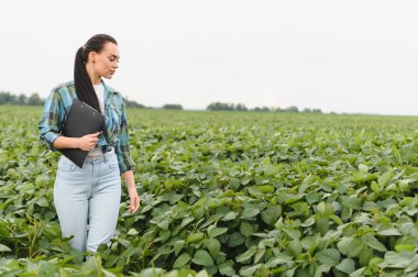 Agronomist ekilmiş soya tarlasında yürüyor, ekin teftişi yapıyor ve panoya not alıyor.