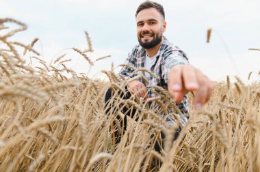 Genç çiftçi tarlasında buğday kulaklarının kalitesini kontrol ediyor, başarılı bir hasat ve yüksek kaliteli tahıl temin ediyor.