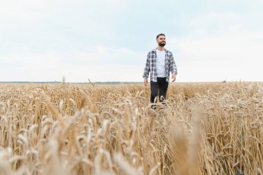 Genç çiftçi, parlak yaz güneşi altında altın buğday tarlasında yürüyor, neşeli bir tavırla sağlıklı mahsulü inceliyor.
