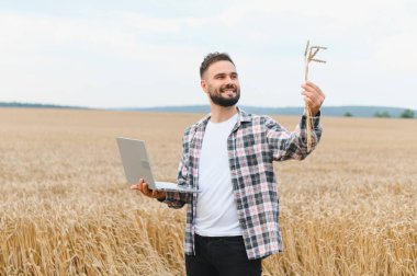Genç çiftçi buğday saplarını analiz ediyor ve altın tarlasında hassas tarım için dizüstü bilgisayar kullanıyor.