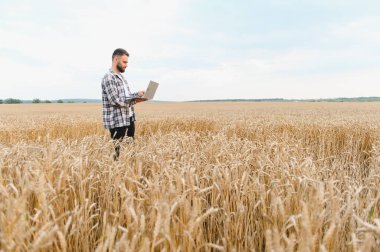 Çiftçi buğday tarlasında bir dizüstü bilgisayar kullanıyor, akıllı tarım ve verimli ürün yönetimi için modern teknoloji uyguluyor