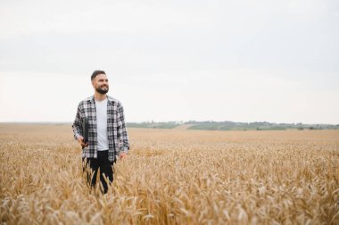 Genç çiftçi altın buğday tarlasında elinde tabletle yürüyor ve gülümsüyor, ekinlerini kontrol ediyor.