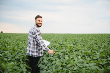 Yeşillik bir soya tarlasında yürüyen tarımcı, elinde bir pano ile kalite kontrolü için ürünleri dikkatlice inceler ve analiz eder.