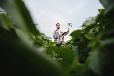 Soya bitkisi ve tableti elinde tutan tarladaki ekinleri inceleyen, kalite kontrolü ve büyüme kontrolü yapan bir tarım uzmanı.