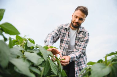 Agronomist tarlada soya bitkilerinin büyümesini denetliyor, sağlıklı ve verimli bir ürün sağlıyor.