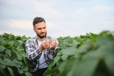 Agronomist, tohum yetiştirilmiş soya tarlasında bir soya kabuğunu dikkatlice inceleyerek ekin sağlığı ve büyümesini değerlendiriyor.