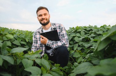 Soya tarlasında çömelmiş, elinde bir pano olan ve ekinleri inceleyen tarım ve sürdürülebilir tarım uygulamalarındaki uzmanlığını gösteren bir tarım uzmanı.
