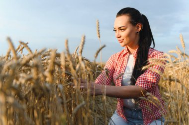 Genç kadın çiftçi, altın saat boyunca ekili tarlalarda olgun buğday kulaklarını inceliyor.
