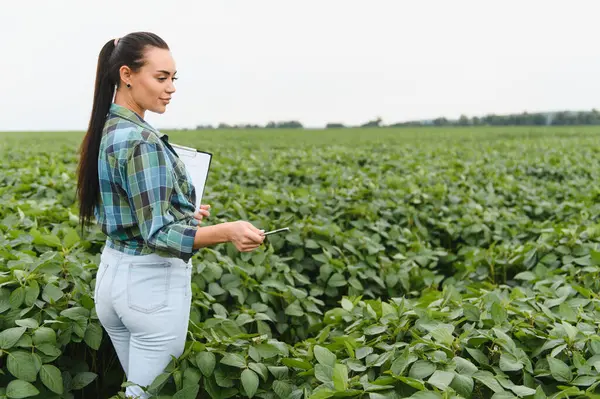Dişi tarım mühendisi elinde bir pano ve kalemle yaz mevsiminde gelişen bir tarlada soya fasulyesi ekinlerini inceliyor.