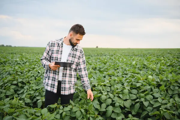 Agronomist, bir tarlada soya bitkilerinin büyümesini incelerken, sağlıklı ve üretken bir ürün elde etmek için notlar alıyor.