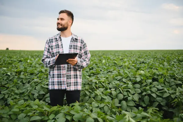 Agronomist soya fasulyesi tarlasında ekinleri inceliyor, panoya not alıyor, sağlıklı büyümeyi sağlıyor ve verimi artırıyor.
