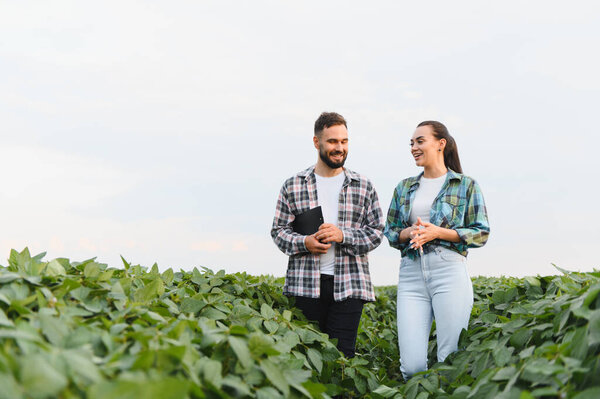 Two farmers are walking and discussing in a soybean field on a sunny day, possibly inspecting the crop's growth