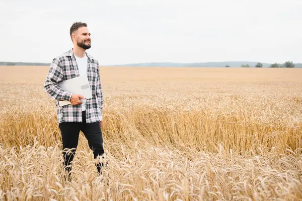 Dizüstü bilgisayar ve not defteri taşıyan çiftçi altın buğday tarlasında yürüyor, tarımda teknolojiyi kullanıyor.