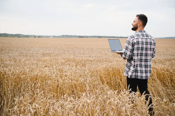 Çiftçi buğday tarlasını incelemek için dizüstü bilgisayar kullanıyor, daha verimli ve verimli olmak için tarımda modern teknoloji uyguluyor.