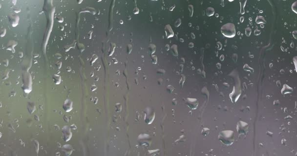 Rain Drops Bay Window Vegetation Environment Background — Stock video