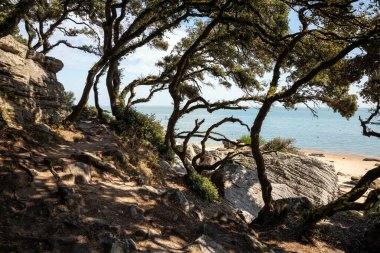 Noirmoutier (Vende - Fransa) adasındaki Bois de la Chaise)