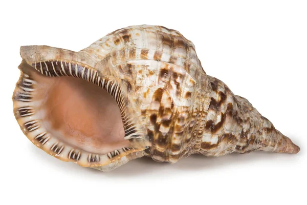 在白沙滩上隔绝的漂亮的大海螺壳 免版税图库图片