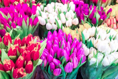 Bahçedeki güzel laleler