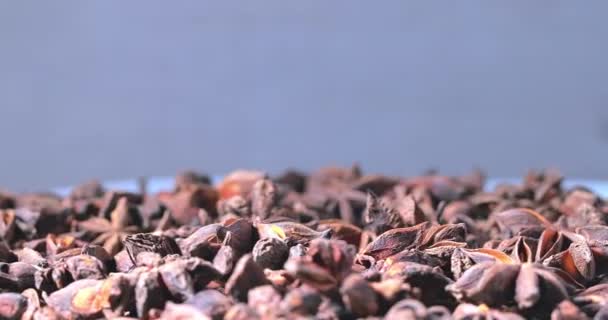 白色表面上的茴香香料顶视图 干燥的褐色星环旋转近处 — 图库视频影像