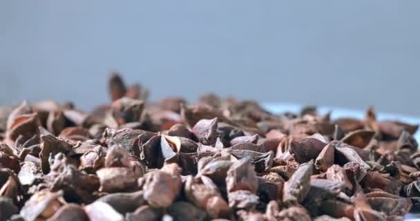 白色表面上的茴香香料顶视图 干燥的褐色星环旋转近处 — 图库视频影像