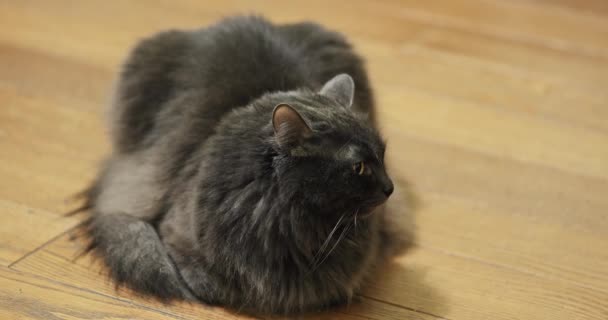 Scottish Vik Katt Liggande Baksidan Katten Tittar Sidan Och Sitter — Stockvideo