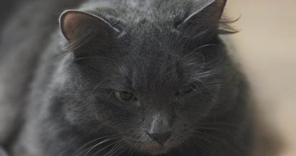Scottish Fold Kot Leżący Plecach Kot Spogląda Bok Siedzi Podłodze — Wideo stockowe