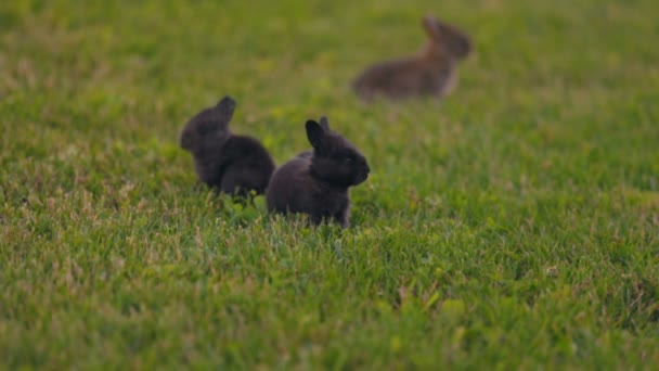 Små Kaniner Den Gröna Gräsmattan Gården — Stockvideo