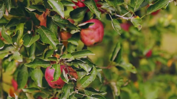 Manzanas Rojas Ramas Manzano Cerca — Vídeo de stock