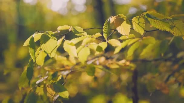 Zweig Mit Gelben Blättern Herbstlichen Wald Aus Nächster Nähe — Stockvideo