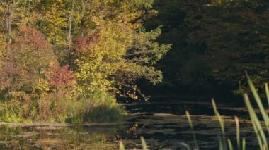 Kedi kuyruğu yaprakları, sarı yaprakların arka planına yakın çekim yapar.