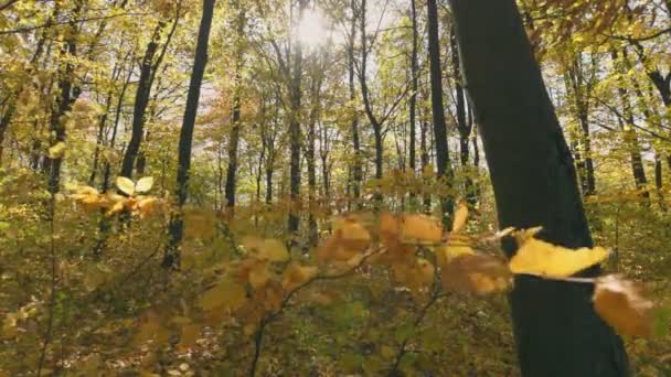 Ramo Com Folhas Amareladas Floresta Outono — Vídeo de Stock
