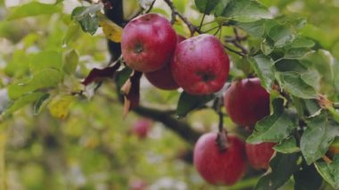 Elma ağacının dallarındaki kırmızı elmalar.
