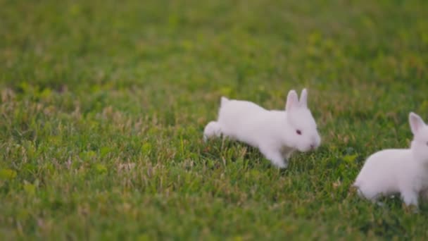 Pequeños Conejos Caminan Césped Verde Patio — Vídeo de stock
