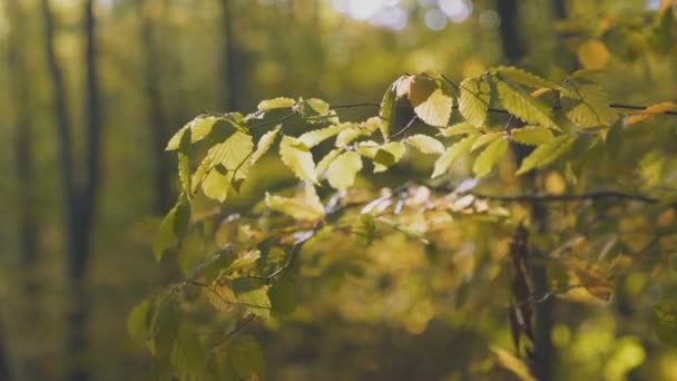 Ветка Желтыми Листьями Осеннем Лесу Крупным Планом — стоковое видео