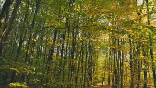 秋の森の木の上 — ストック動画