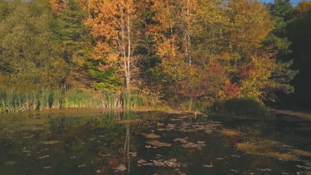 Vattenförekomst Nära Höstskogen Hämtad Från Kopter — Stockvideo