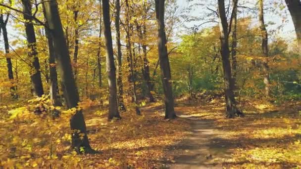 Ścieżka Jesiennym Lesie Słoneczny Dzień — Wideo stockowe