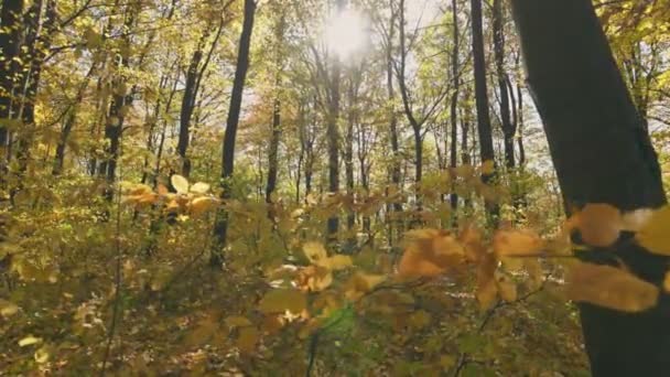 秋の森に黄色の葉を持つ枝 — ストック動画