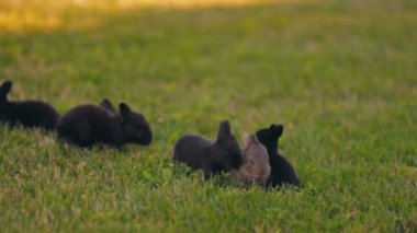 Bahçedeki yeşil çimlerde küçük tavşanlar yürüyor
