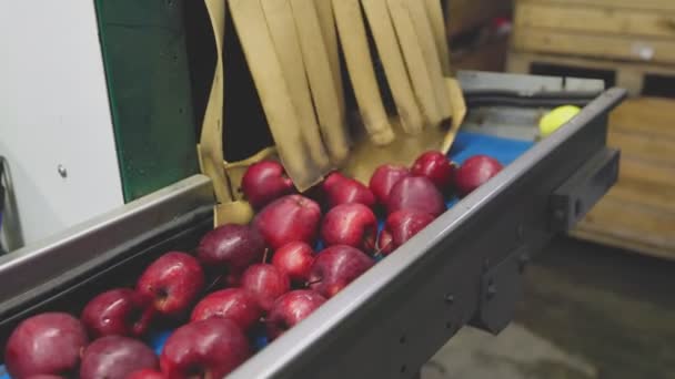 Maçãs Vermelhas Linha Alimentação Triagem Automática Com Embalagem Adicional Para — Vídeo de Stock